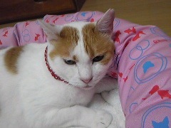 maruko