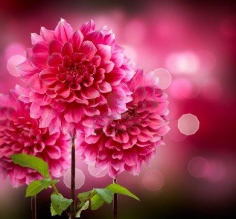 15540958-dahlia-autumn-flowers.jpg