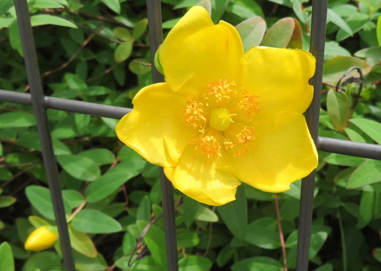 あと少しガンバ 花はキンシバイ ビヨウヤナギ だい のひとりごと 楽天ブログ