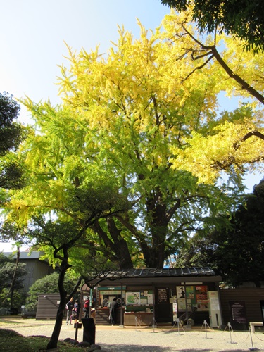 旧岩崎邸庭園