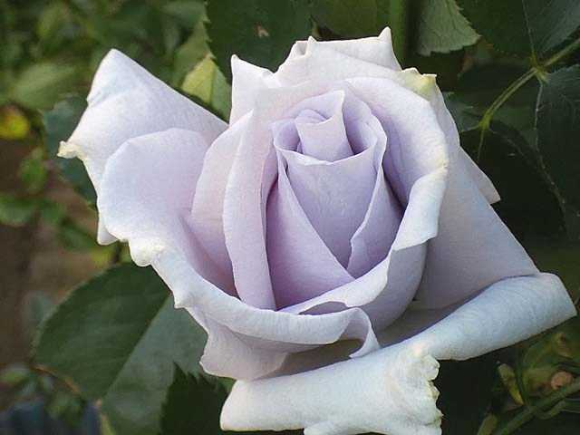 年のバラまとめno 27と28クラウディアとグラウンブルー つるバラの誘引 羽衣 ハトヤバラ バラの美と香りを求めて 楽天ブログ