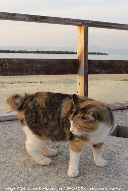写真調整その2 | 今日の予定 - 楽天ブログ