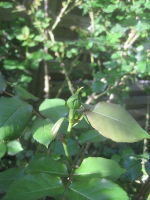 アブラハム春先2012