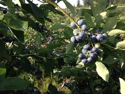 Blueberry Hill Farm