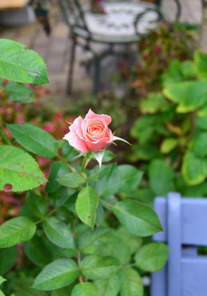 DSC_0399.JPG
