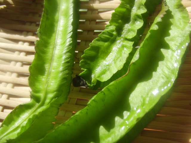 CIMG7705_R.JPG