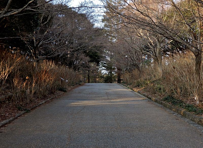 あじさい坂6