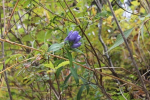 IMG_0949.JPG