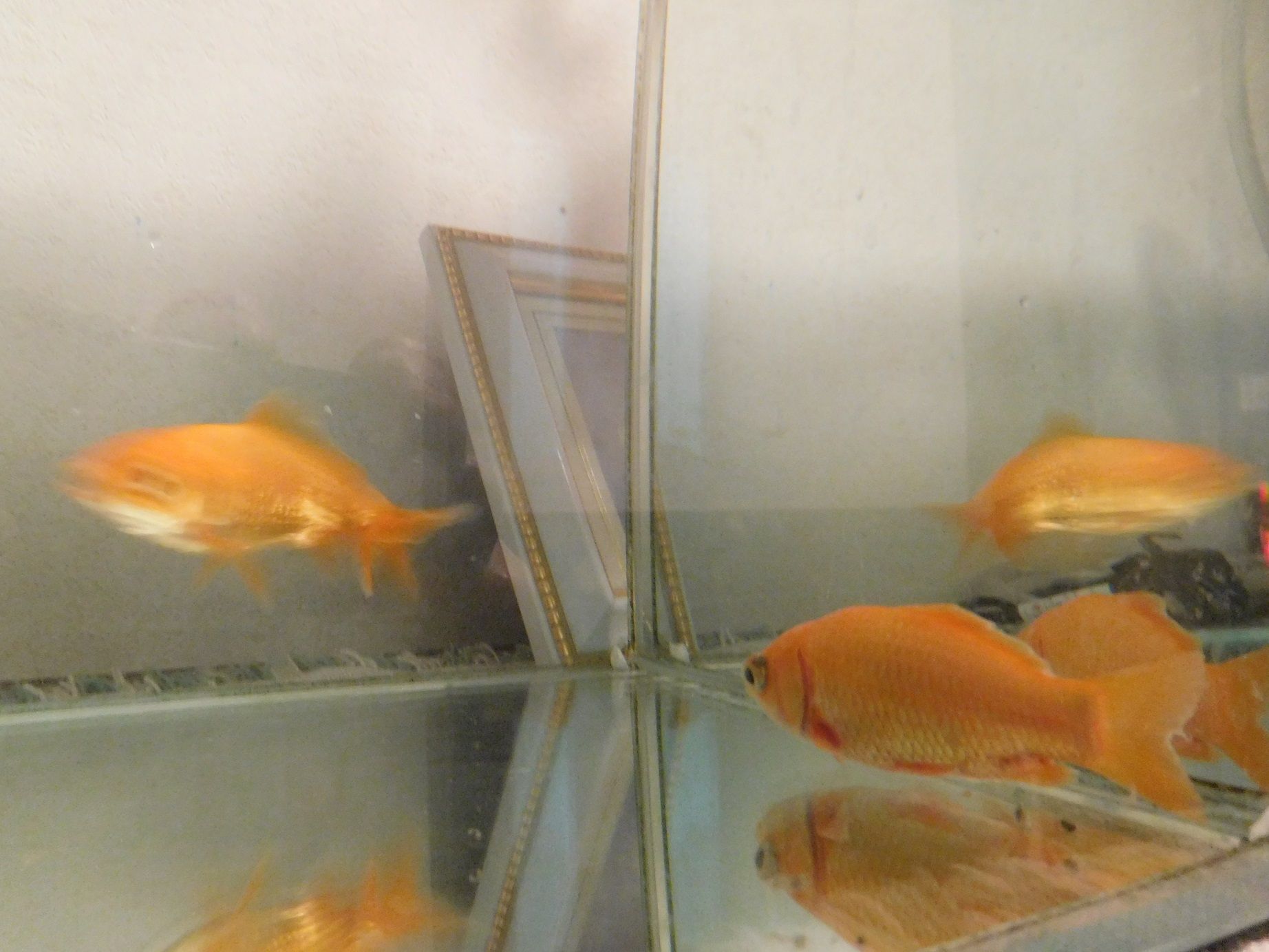 金魚 ｔｅａ ｇａｒｄｅｎ ちょっとひとりごと 楽天ブログ