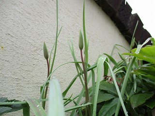 IMG_0051ss.jpg