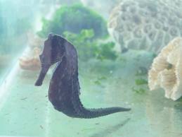 タツノオトシゴ