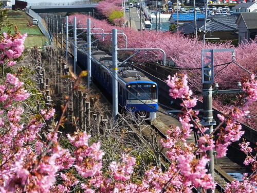 三浦海岸の河津桜と電車