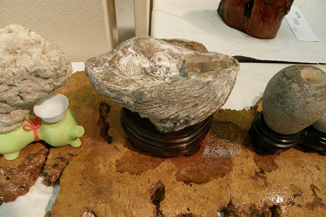 牡蠣の化石