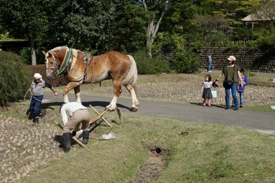 みちのく公園　馬耕