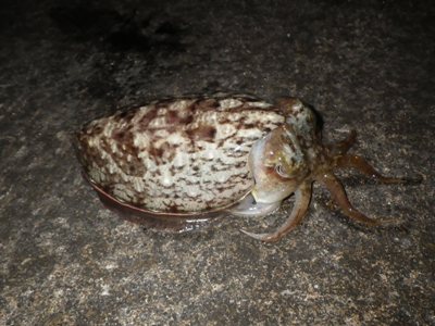 IMGP5274.JPG