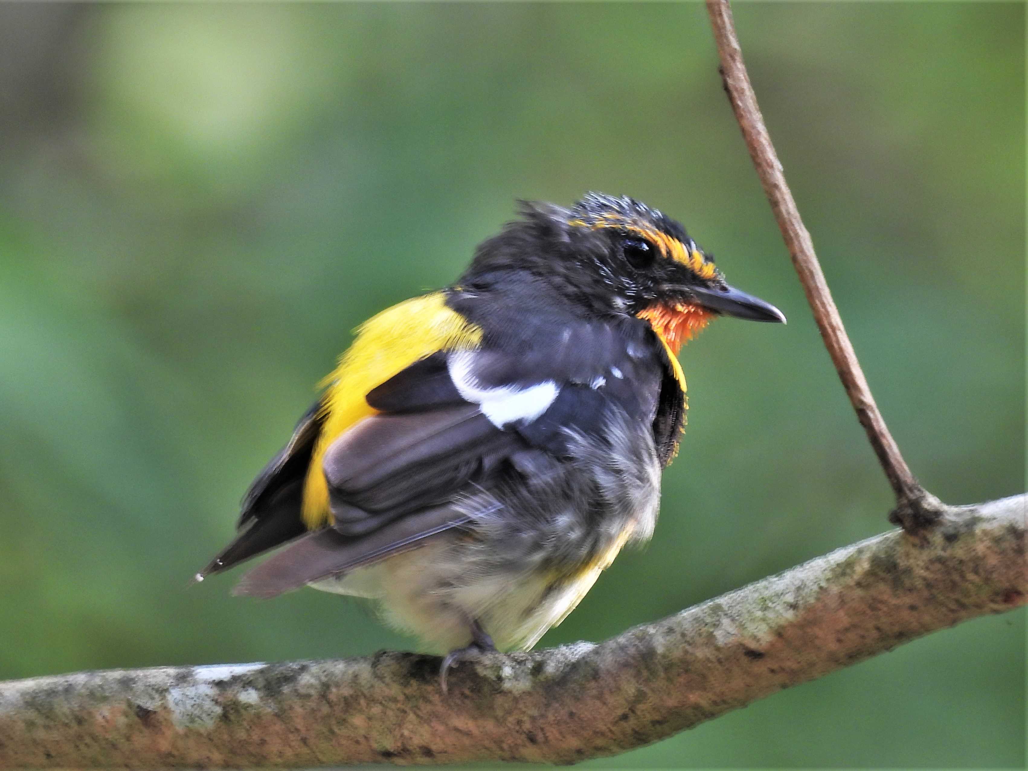 2022-07-26 キビタキの オス、メス、幼鳥 と遊ぶ | Hanadai's Ocean