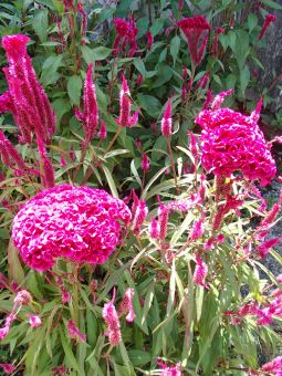 8.31 ケイトう.jpg