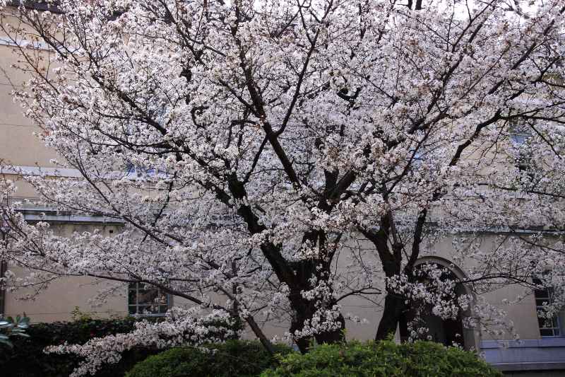 京都府庁旧本館_004.jpg