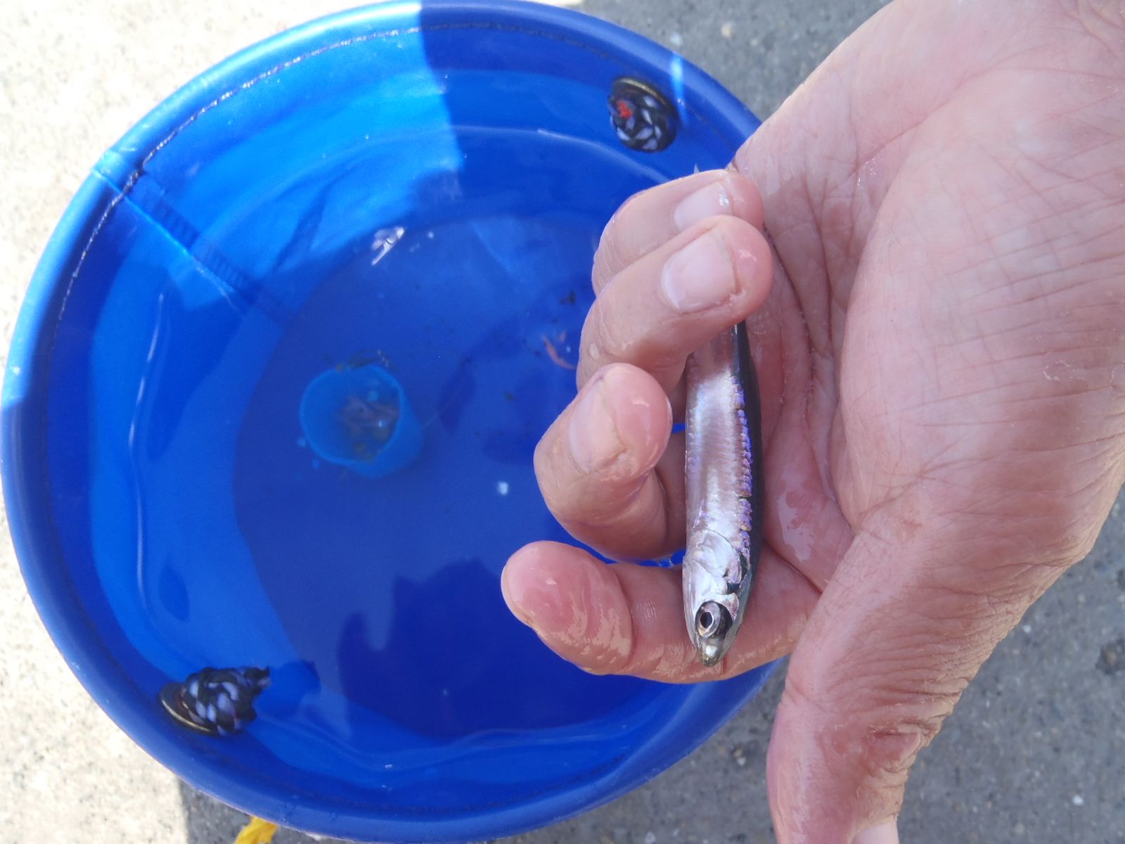 サビキで釣ってみよう 釣り釣りgogo 楽天ブログ