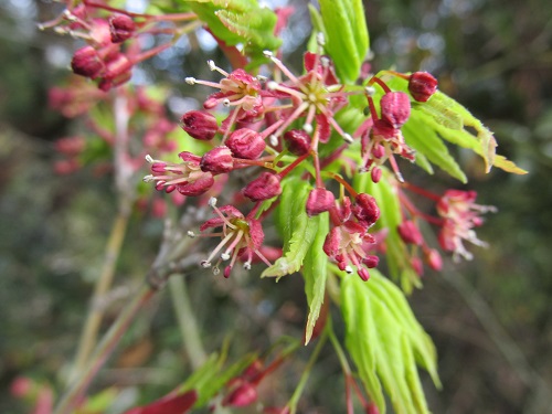 モミジの花