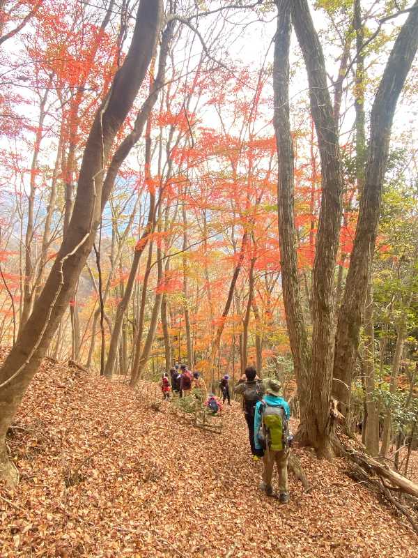 第20回醍醐山一斉登山（醍醐山を愛する会10周年記念登山）(5)モミジの道 | 醍醐山と下部（しもべ）温泉 - 楽天ブログ