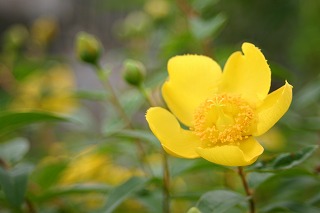 畑の黄色い花2012