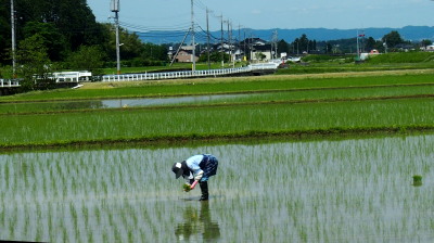 田植え　5.31　2016　ｐ
