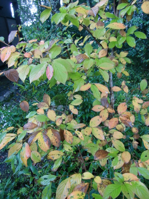 CIMG0262.JPG