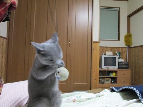 はげしくあそんでいます２.JPG