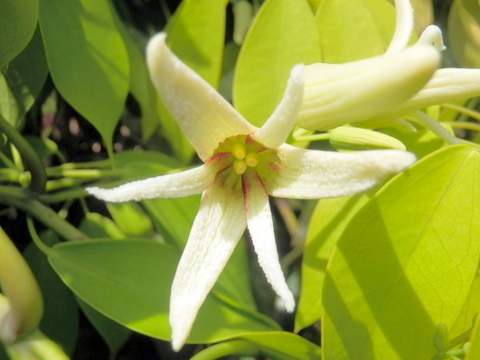 アケビの花一輪