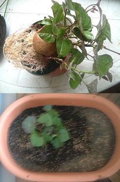安納芋