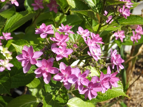 遊歩道の紫陽花