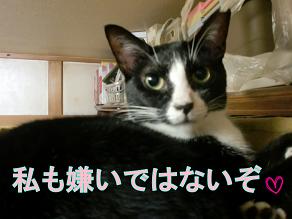 はち嫌いではない2.JPG
