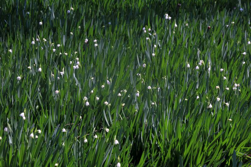 野草_008スノーフレイク.jpg