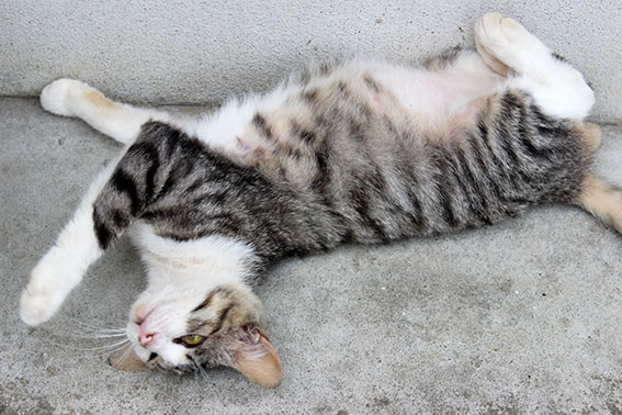 我が家のニャンコ♪2014/06/25-2