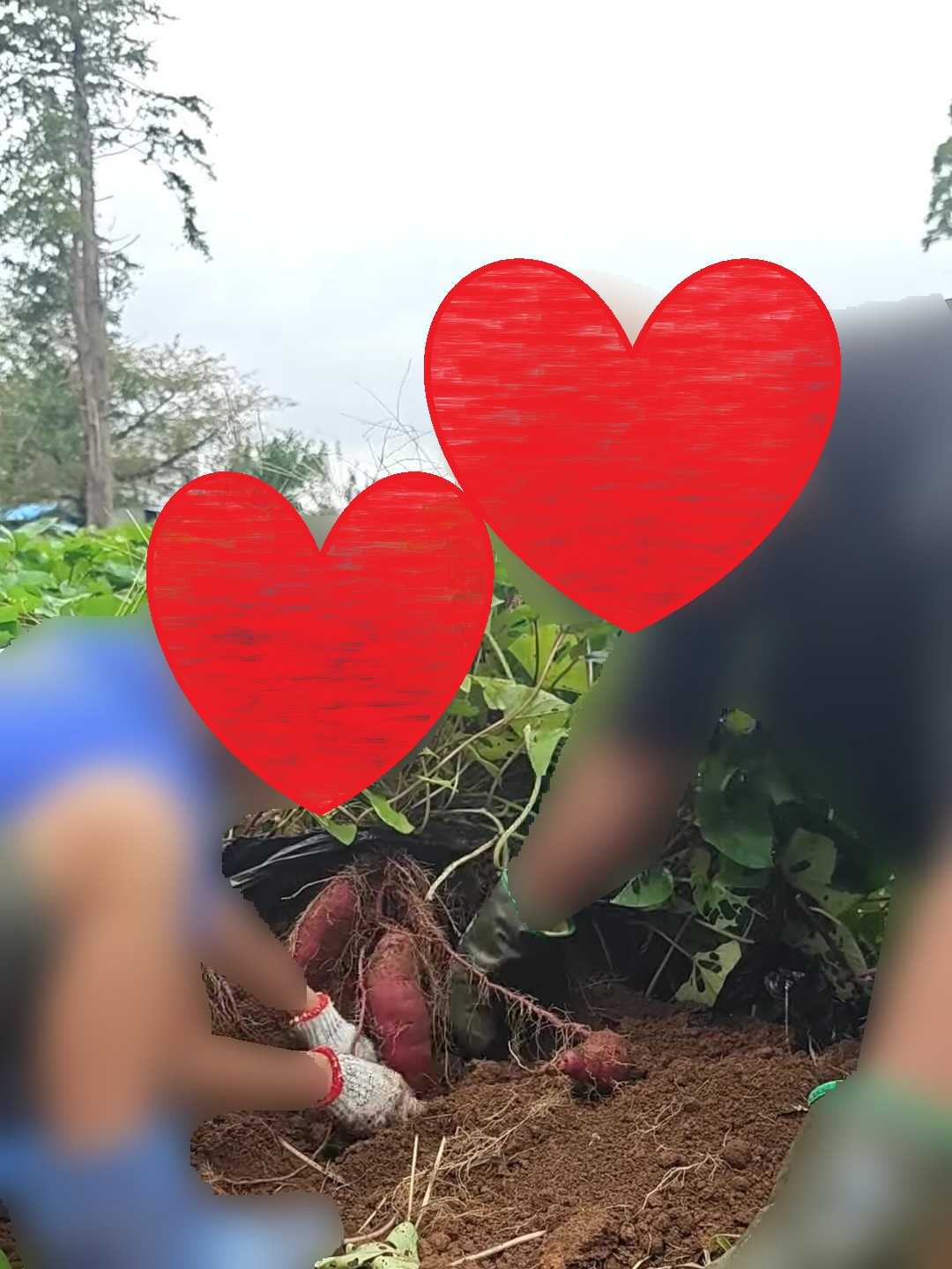 千葉・市原　ふぁいんファーム　子連れサツマイモ掘り