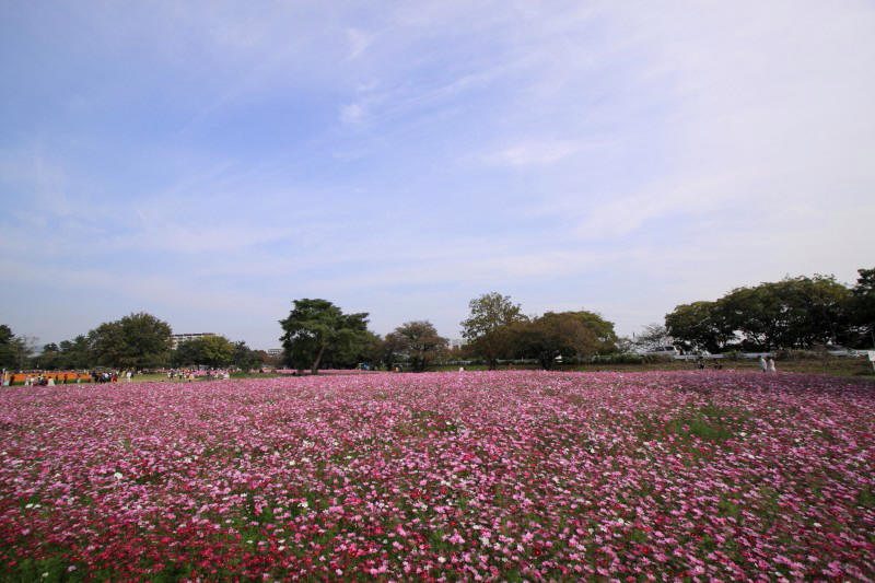 武庫川コスモス園_002.jpg