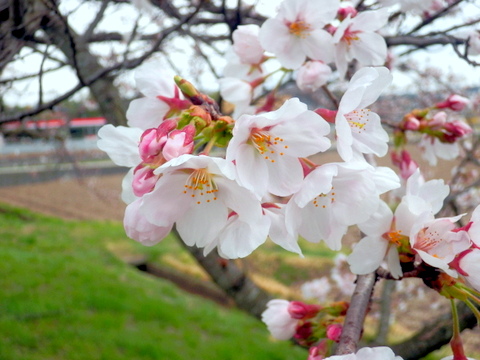 マクロの桜-1