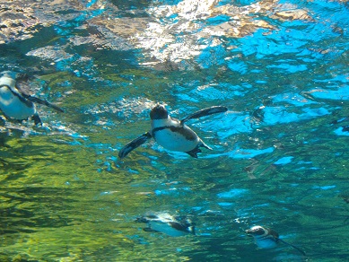 京都水族館のペンギン