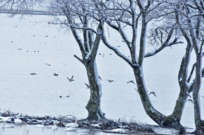 雪６