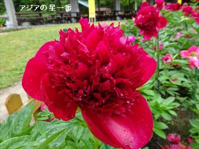 20160513 タオル美術館 佐田岬2