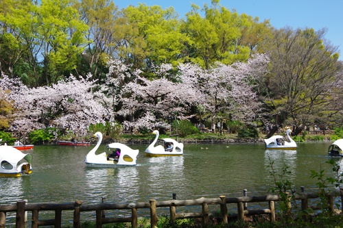 井の頭恩賜公園にて