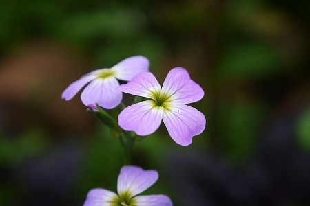 P1000872.jpg