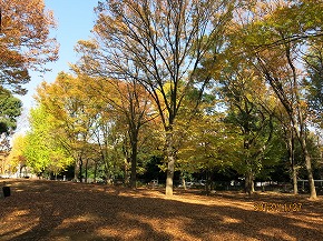 紅葉131129-643b.jpg