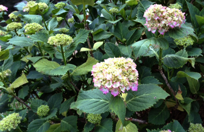 紫陽花.jpg