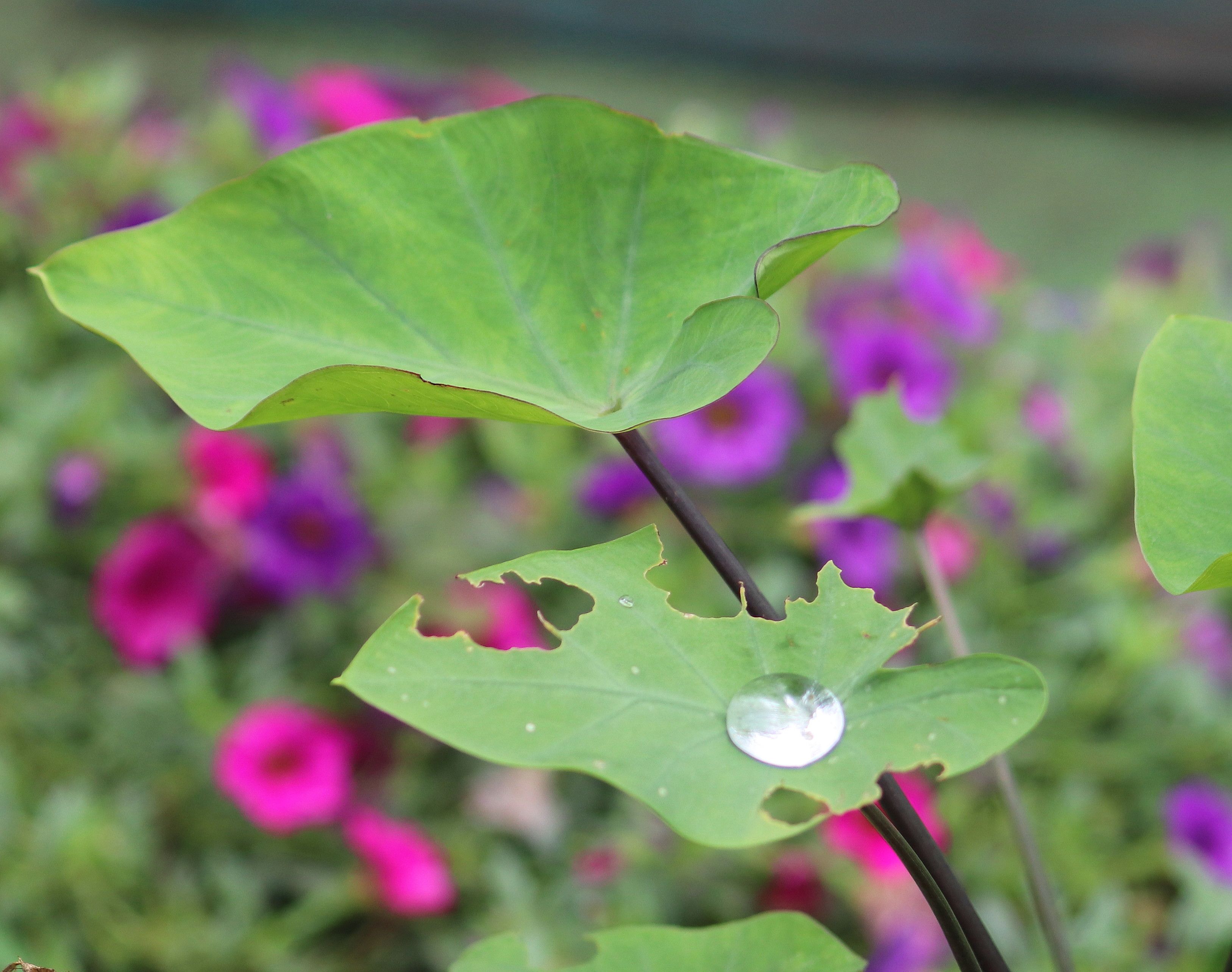 タロイモのわくら葉癒す天の水 トミタメゾンの庭の歳時記 楽天ブログ