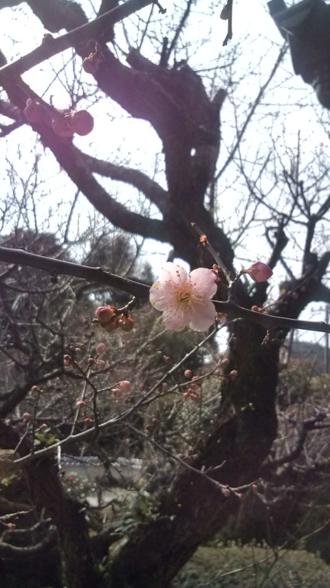 20120303梅.jpg