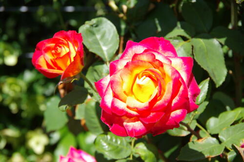 谷津バラ園のバラの花