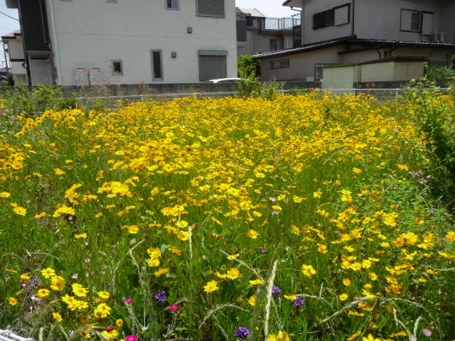 572 金鶏菊