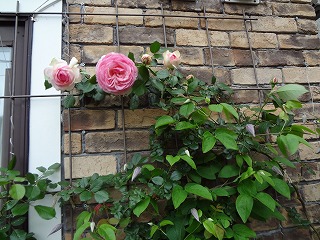 DSC00953.jpg
